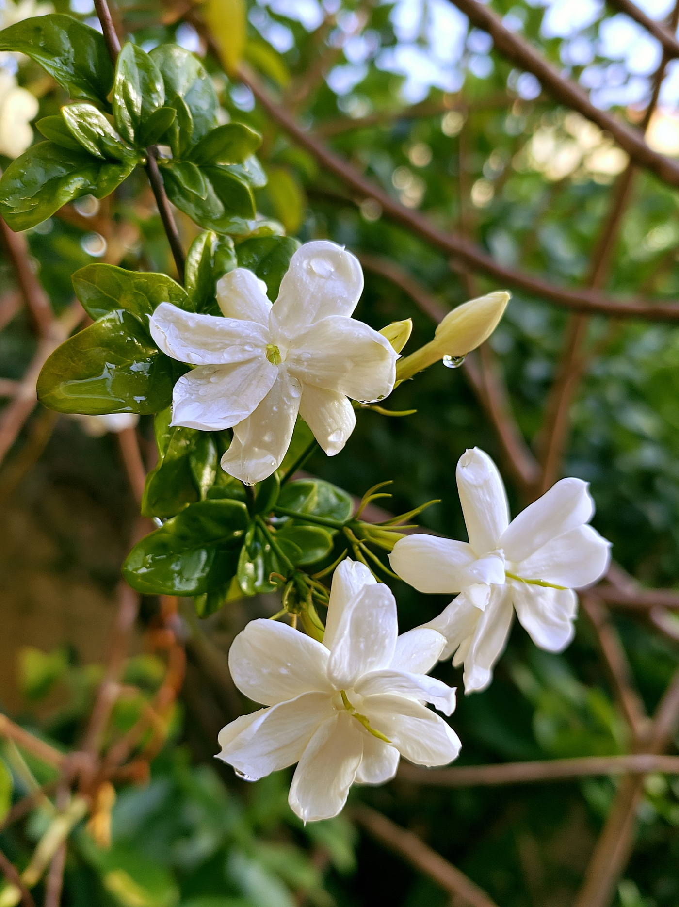 Jasmin am Hauseingang