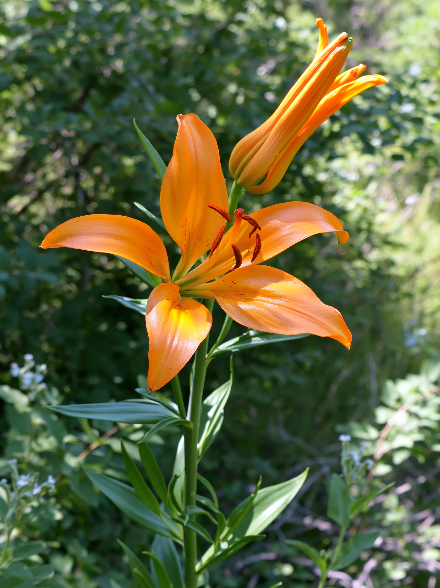 Feuerlilie
